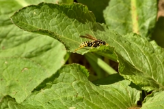 Polistes dominula