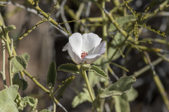 Hibiscus denudatus