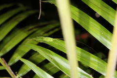Pseudophyllanax imperialis