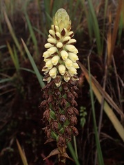 Gomphichis