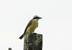Pitangus sulphuratus