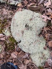 Cladonia evansii