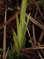 Gomphichis