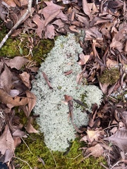Cladonia evansii
