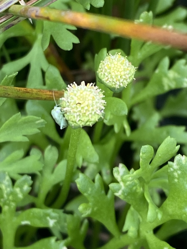 Leptinella longipes
