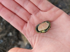 Siphonaria pectinata