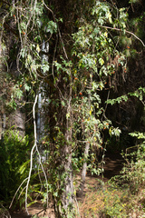 Solanum appendiculatum