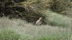 Gallinago magellanica