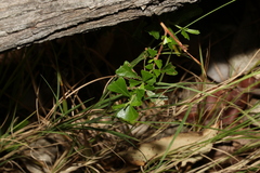 Dodonaea triangularis