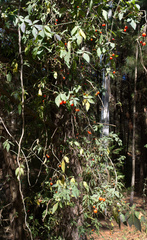 Solanum appendiculatum