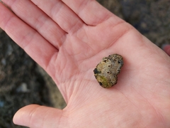 Siphonaria pectinata