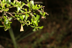 Dodonaea triangularis