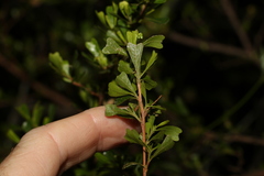Dodonaea triangularis