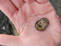 Siphonaria pectinata