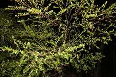 Dodonaea triangularis