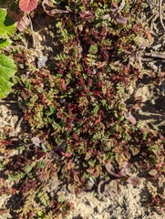 Synchytrium papillatum