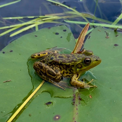 Lithobates septentrionalis