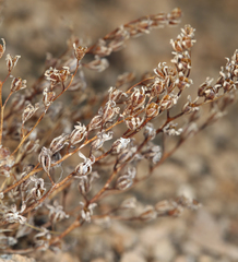 Plantaginaceae