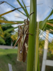 Schistocerca pallens
