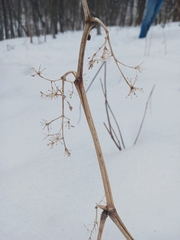 Viburnaceae