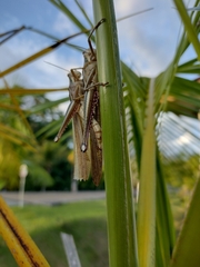 Schistocerca pallens