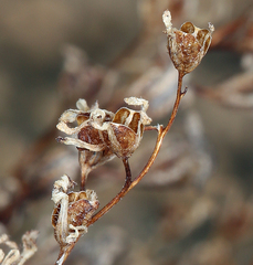 Plantaginaceae