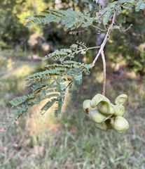 Dichrostachys cinerea