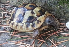 Testudo hermanni