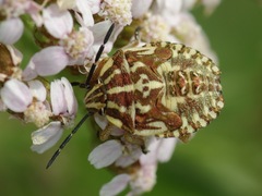Carpocoris fuscispinus
