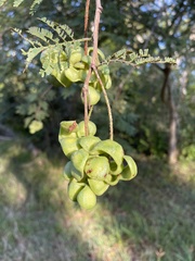 Dichrostachys cinerea