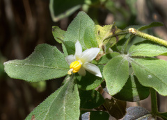 Solanum appendiculatum