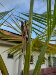 Schistocerca pallens