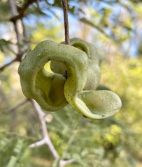 Dichrostachys cinerea