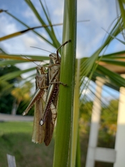 Schistocerca pallens