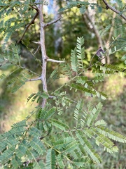 Dichrostachys cinerea