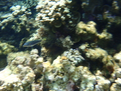 Stethojulis bandanensis