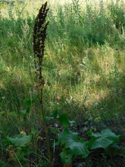 Rumex confertus