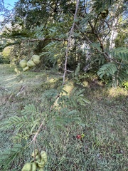 Dichrostachys cinerea