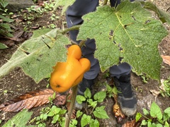 Solanum mammosum