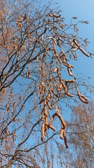 Betula pendula