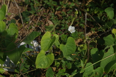 Ipomoea biflora