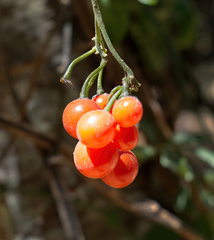 Solanum appendiculatum