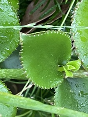 Crassula sarmentosa