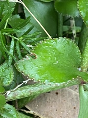 Crassula sarmentosa