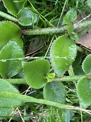 Crassula sarmentosa