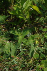 Boerhavia glabrata