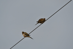 Zenaida macroura carolinensis