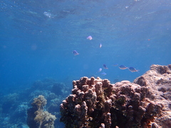 Chromis atripectoralis