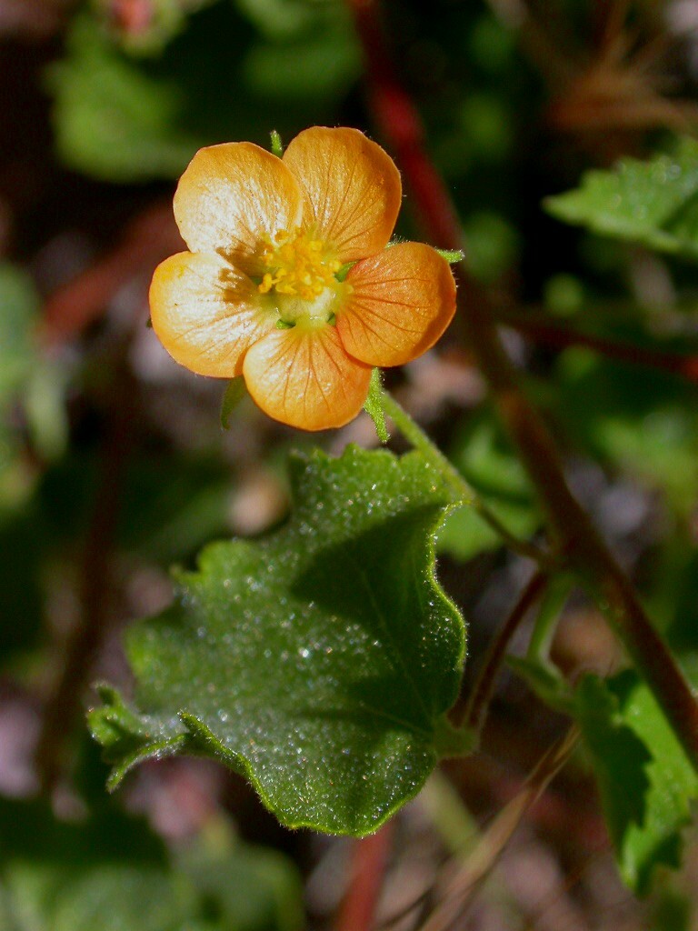 Abutilon parvulum