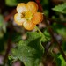 Dwarf Abutilon - Photo (c) Jim Andre, some rights reserved (CC BY-NC), uploaded by Jim Andre